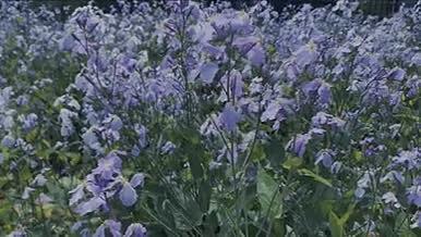 自然景观紫色花草4K高清实拍视频素材视频的预览图